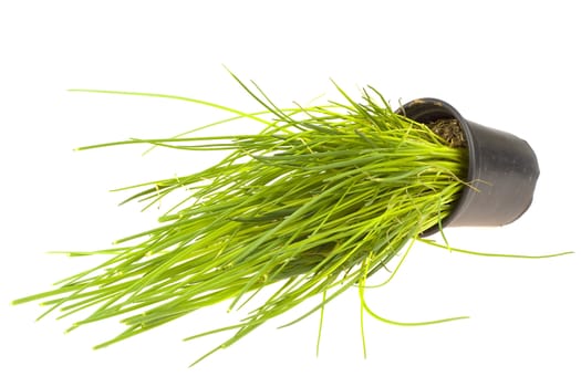 chive in a pot on a white background