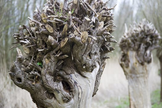 a pollard willow