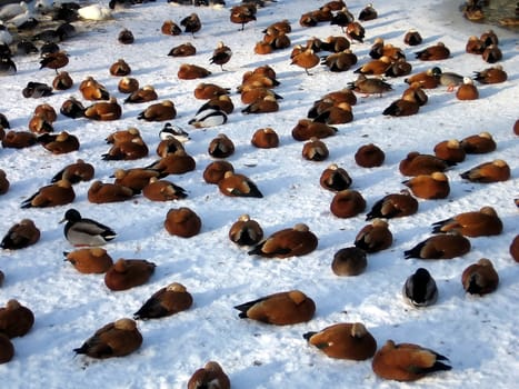 Background with a lot of various ducks on a background of snow