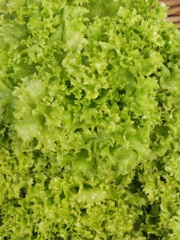 background from the leaves of lettuce