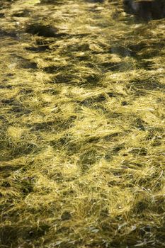 yellow algas on a lake in saragossa aragon spain