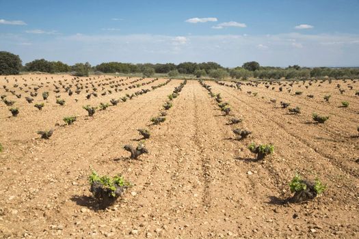cultivate field at albacete region in spain europe