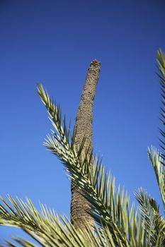 palm with the trunk cutting without leaves
