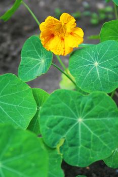 Nasturtium in garden with yellow orange flower