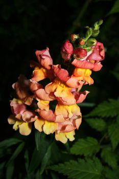 Snapdragons at night in a garden