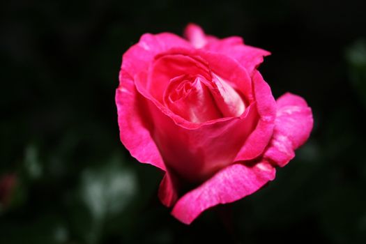 Pink rose in garden at night