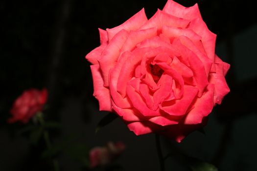 Pink rose at night in garden