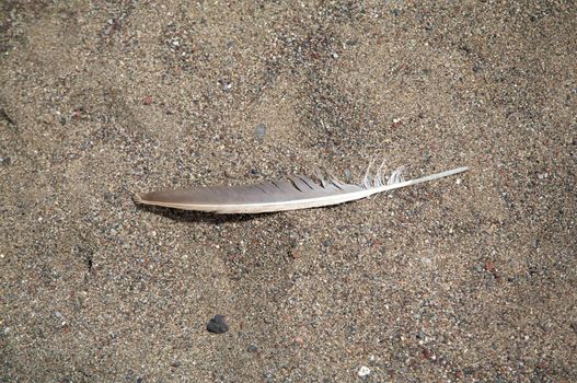 bird feather on grey sand of a beach