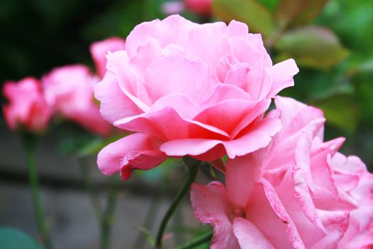 Pink roses in garden