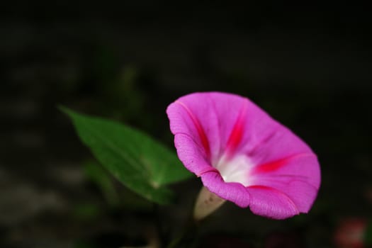 Morning glory in garden at night