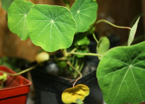 Nasturtium in pots shallow depth-of-field