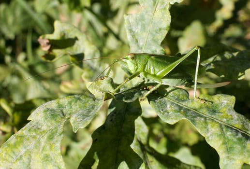 The big green grasshopper masking in oak foliage