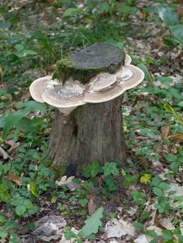 Old rotten stub covered with mushrooms and a moss