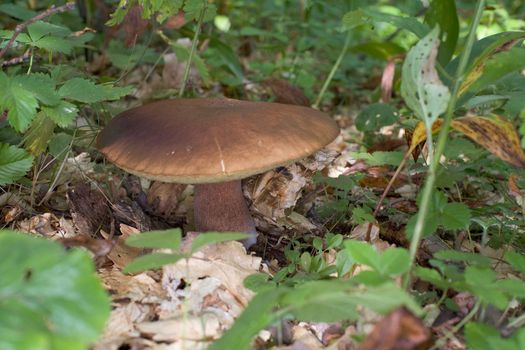 Big edible mushroom in wood, among a grass