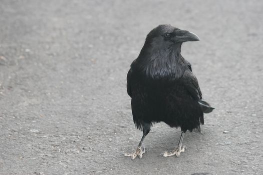 Image of a crow or raven with copy space