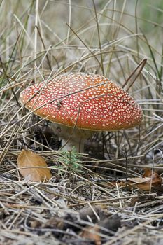 Detail of the fly poison amanita - poisonous mushroom