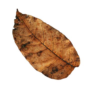 Detail (close-up) of the autumn leaf