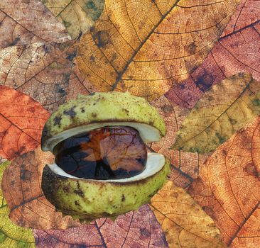 Shot of the autumn leaves and chestnut - image composite