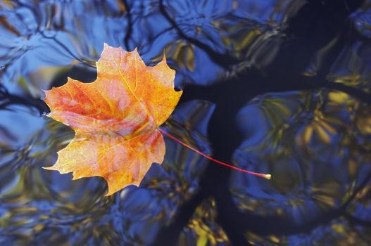 Shot of the autumn maple leaf on the water surface