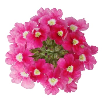 Dark pink flower on white background