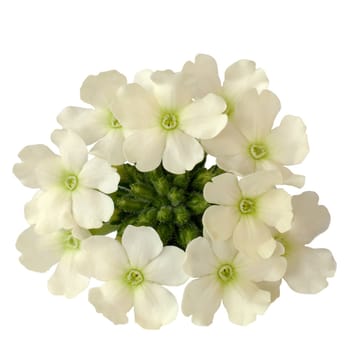 Snow-white flowers on a white background