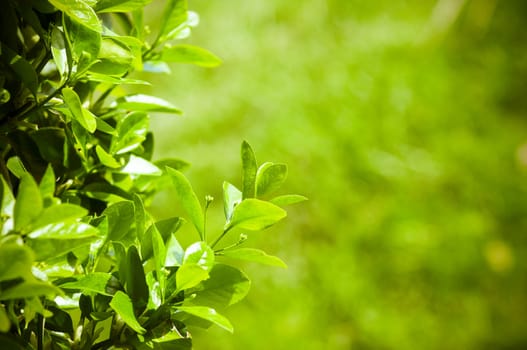 Lighted green leafs of the tree (shallow focus)