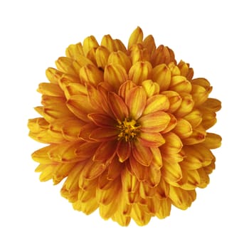 Orange flower on the white background