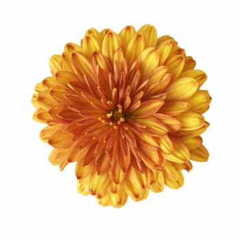 Big orange flower on the white background