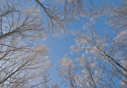 The branches of a tree covered with snow