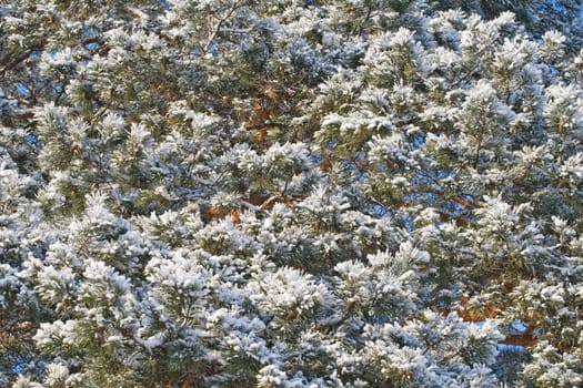 Pine-tree covered with snow, view from below