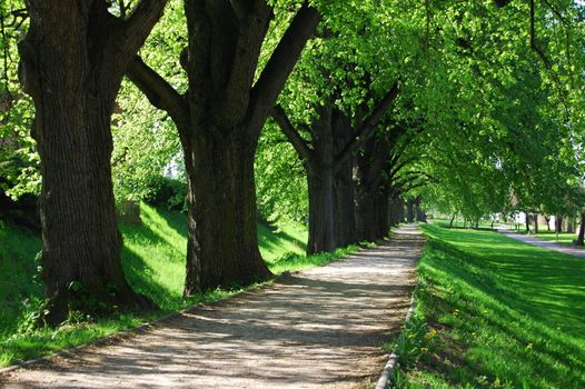 alley with green summer trees in the park on a sunny day