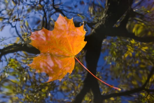 Shot of the autumn leaf on the water surface