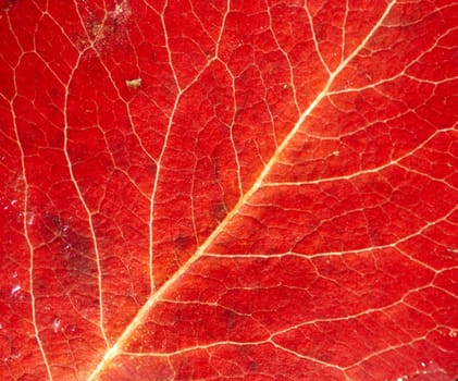 Detail (close-up) of the autumn leaf