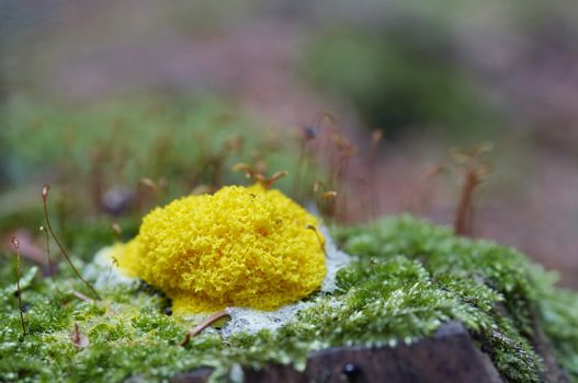 Detail of the slime mould - mushroom