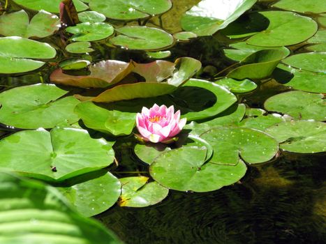 Butchart Garden in Victoria, British Columbia