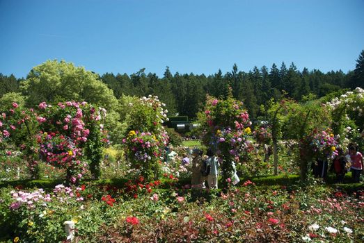 Butchart Garden in Victoria, British Columbia