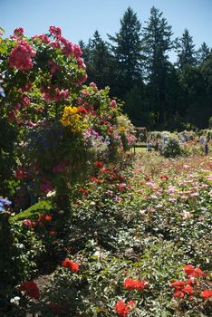 Butchart Garden in Victoria, British Columbia