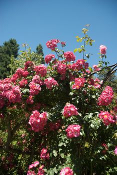 Butchart Garden in Victoria, British Columbia