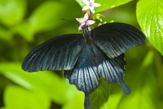 Black butterfly on a green leaf with a vivid green background