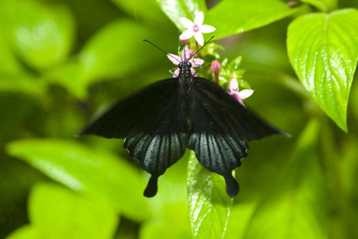 Black butterfly on a green leaf with a vivid green background