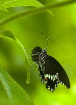 Black and white butterfly sitting on a leaf, covered in droplets with a green background