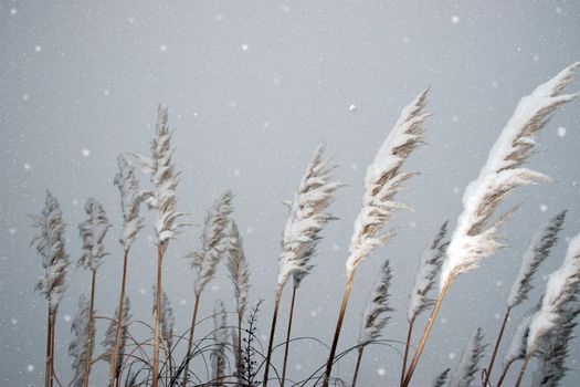 a snowy covered reeds and rushes in ballybunion ireland