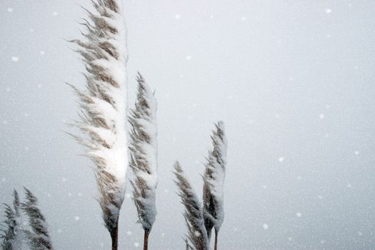 a snowy covered reeds and rushes in ballybunion ireland