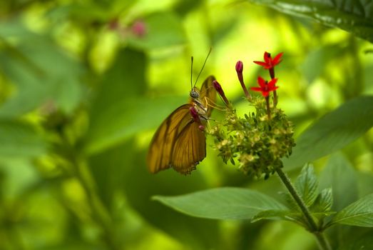 Orange butterfly on a leaf with a green background