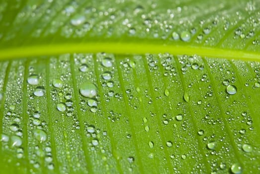 Big green banana plant leaf covered in water droplets