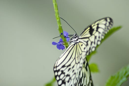 Close up of a black and white butterfly on a plant with a green bakcground