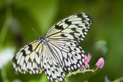 Close up of a black and white butterfly on a plant with a green bakcground