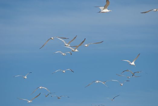 Flock of white seagulls flying away with blue skies in the background