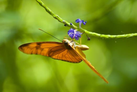 Orange butterfly on a leaf with a green background