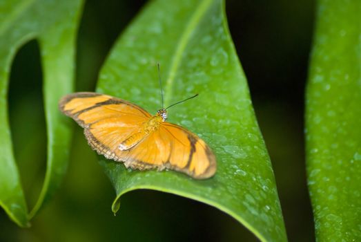 Orange butterfly on a leaf with a green background